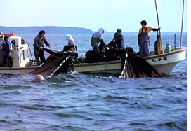 鞆の浦ならでは新鮮な地魚を使ったこだわりの製法を魚壱は採用しています